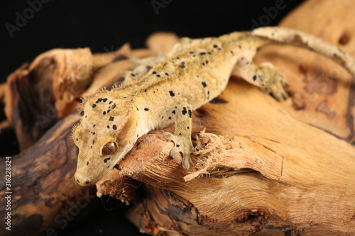Spotted Crested Gecko