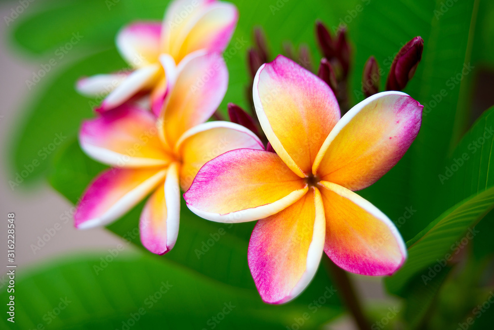 Plumeria flower.Pink yellow and white frangipani tropical flora, plumeria blossom blooming on tree.	