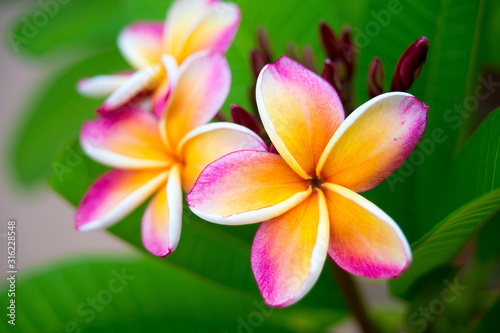 Plumeria flower.Pink yellow and white frangipani tropical flora  plumeria blossom blooming on tree. 