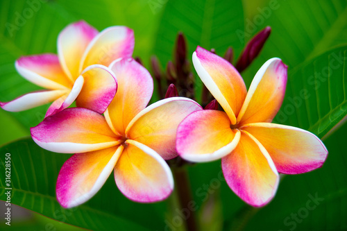 Plumeria flower.Pink yellow and white frangipani tropical flora  plumeria blossom blooming on tree. 