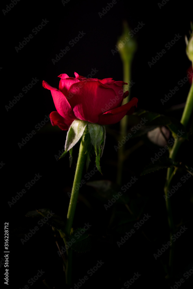bouquet of beautiful rose close-up on a black background bouquet of beautiful rose close-up on a black background