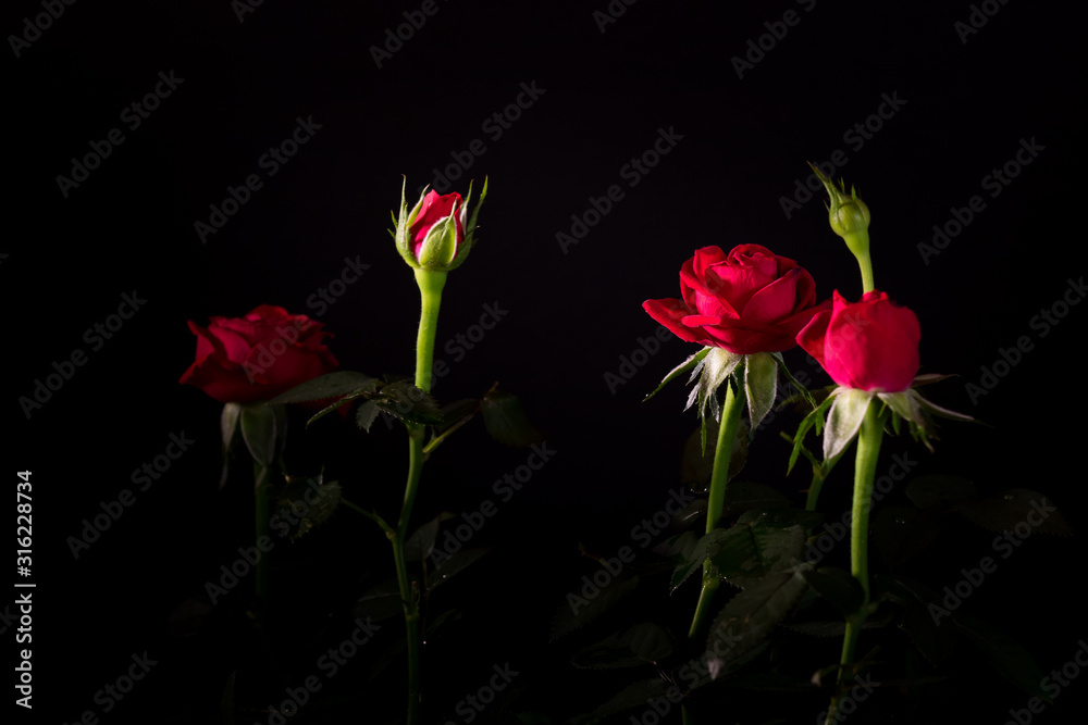 bouquet of beautiful rose close-up on a black background bouquet of beautiful rose close-up on a black background