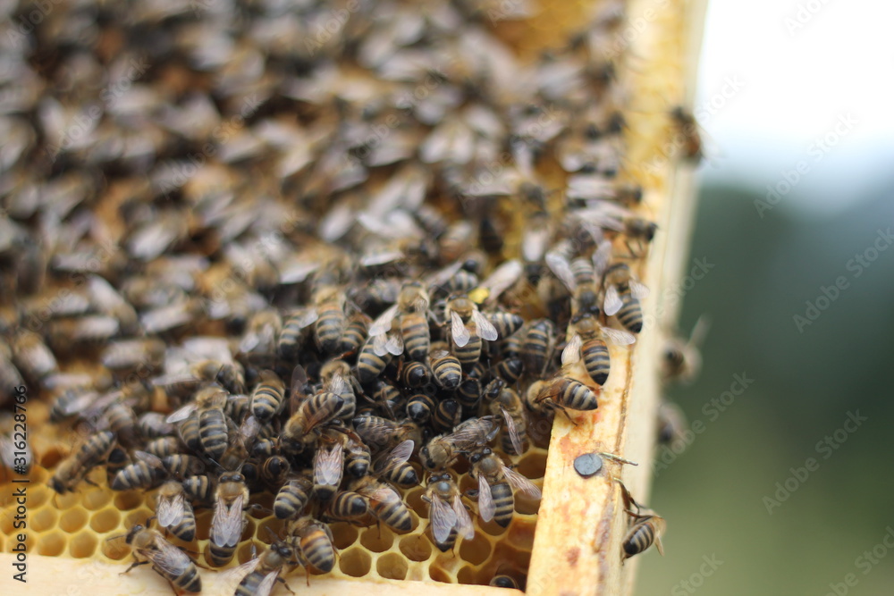 bees Bee work honey wax yellow jar apiculture nature work agriculture