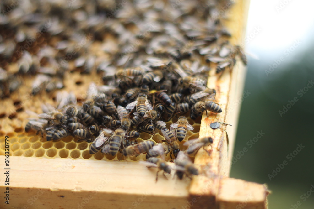 bees Bee work honey wax yellow jar apiculture nature work agriculture bees Bee work honey wax yellow jar apiculture nature work agriculture