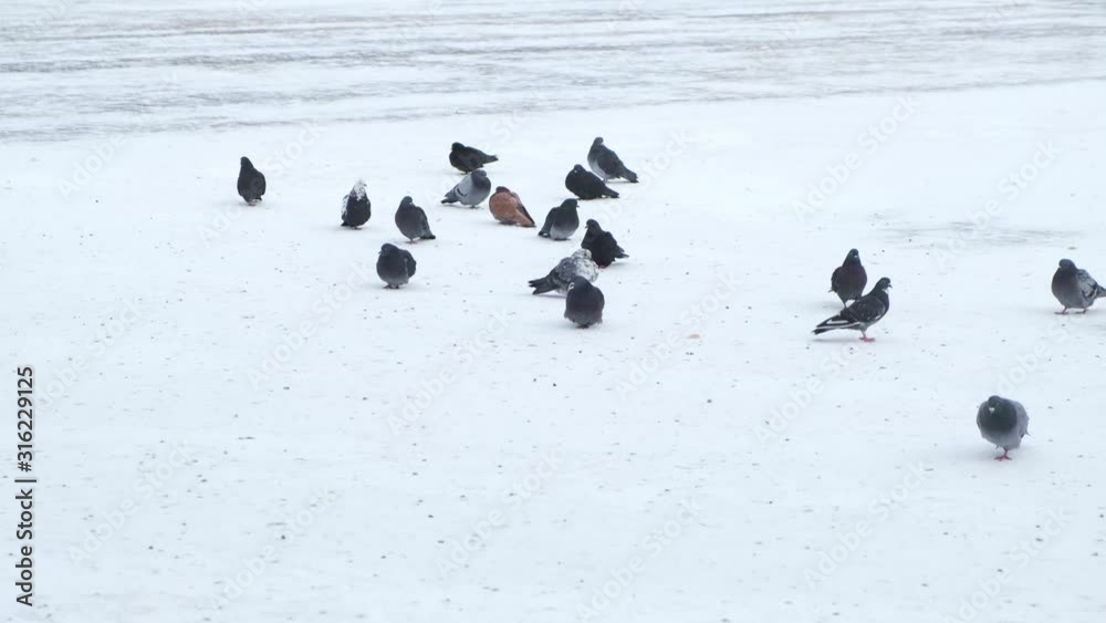 Flock of pigeons freezes in winter sitting on cold snow. Flock of pigeons freezes in winter sitting on cold snow.