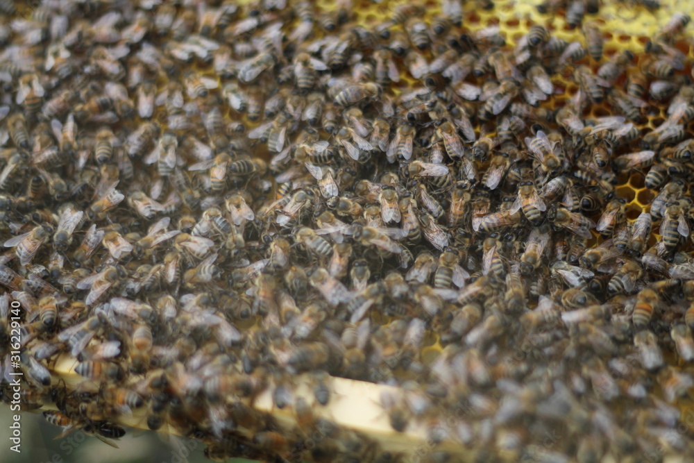 bees Bee work honey wax yellow jar apiculture nature work agriculture bees Bee work honey wax yellow jar apiculture nature work agriculture