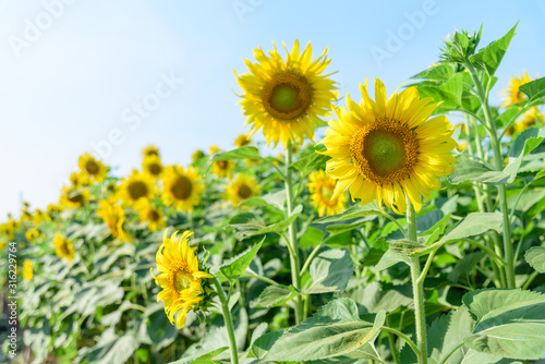 Fresh sunflower with blue sky in sunshine day