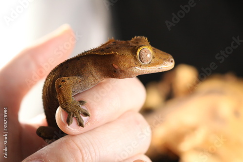 Crested Gecko Hand