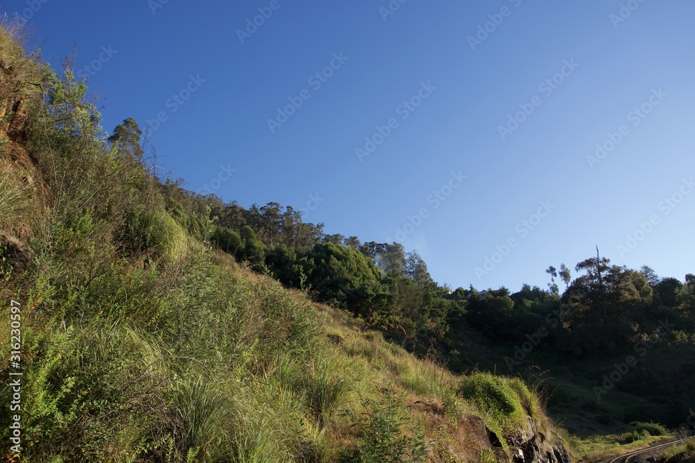 Forest railway with top view with blue sky and tea garden and green leaf Forest railway with top view with blue sky and tea garden and green leaf