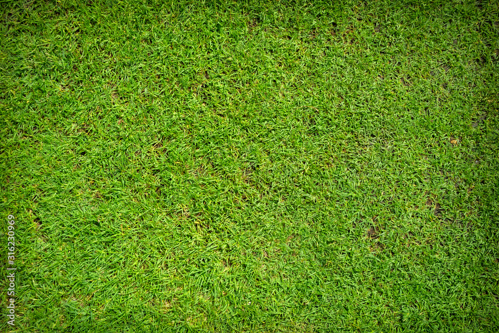 Fototapeta premium Green grass texture background top view.