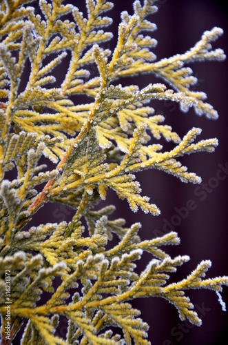  needles and branches of yellow thuja  coniferous  with hoarfrost  frosty morning. Floral background. Floral texture. 