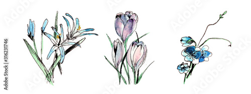 Fototapeta Naklejka Na Ścianę i Meble -  First flowers blue watercolor set. Spring elements linear sketch. Collection of tender florals for greeting cards or wedding invitations. May be used as print on summer dress