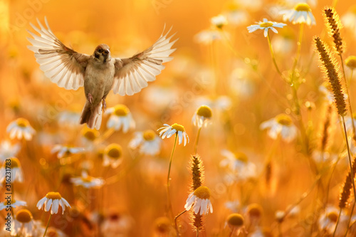 bird with its wings spread wide flies over a field of white daisies flowers in Sunny summer evening © nataba
