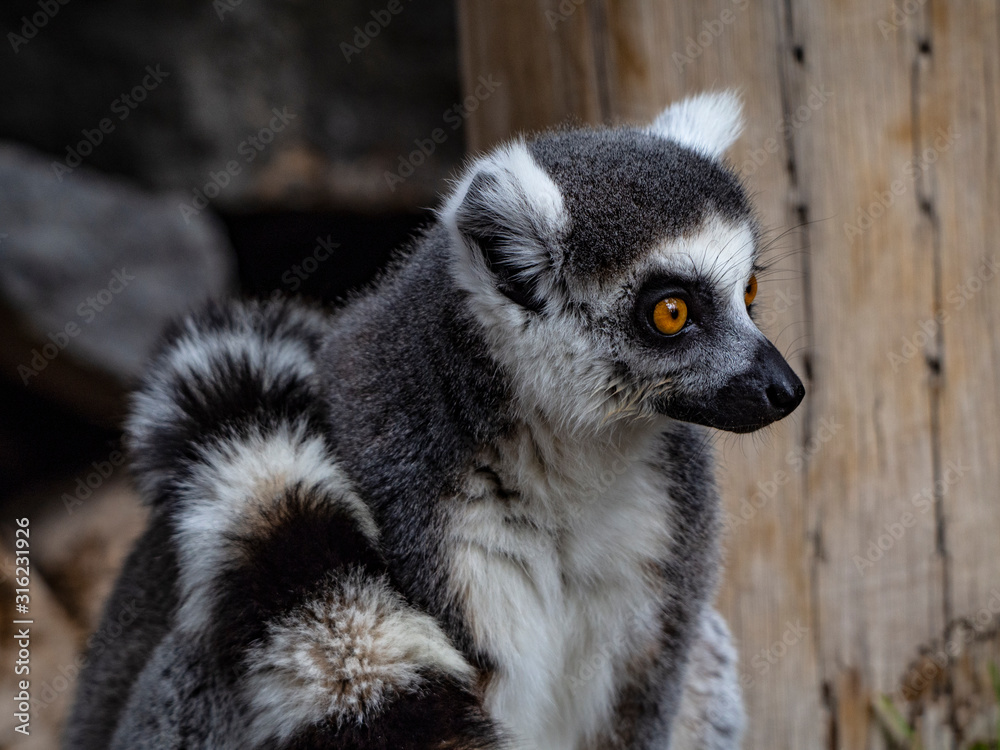 Obraz premium ring tailed lemurs