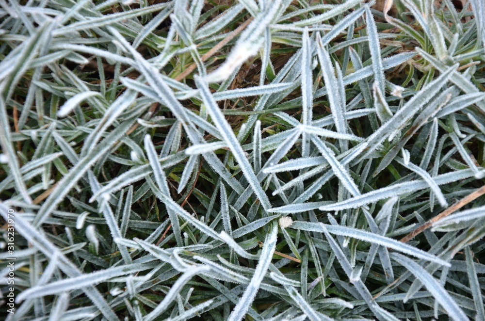 closeup of pine needles.gray-blue carnation leaves with hoarfrost, frosty morning. Floral background. Floral texture. closeup of pine needles.gray-blue carnation leaves with hoarfrost, frosty morning. Floral background. Floral texture.
