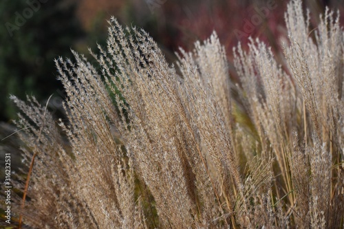  Ornamental plant of Miscanthus Sinensis Malepartus or Chinese silver grass, in the garden. It is a species of flowering plant in the grass family Poaceae. photo