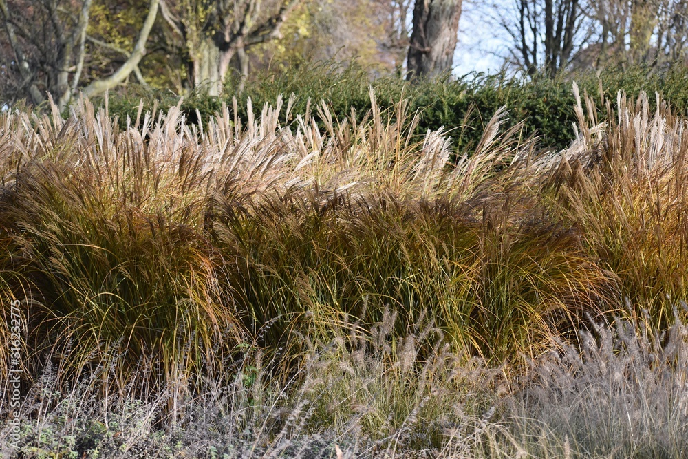  Ornamental plant of Miscanthus Sinensis Malepartus or Chinese silver grass, in the garden. It is a species of flowering plant in the grass family Poaceae.