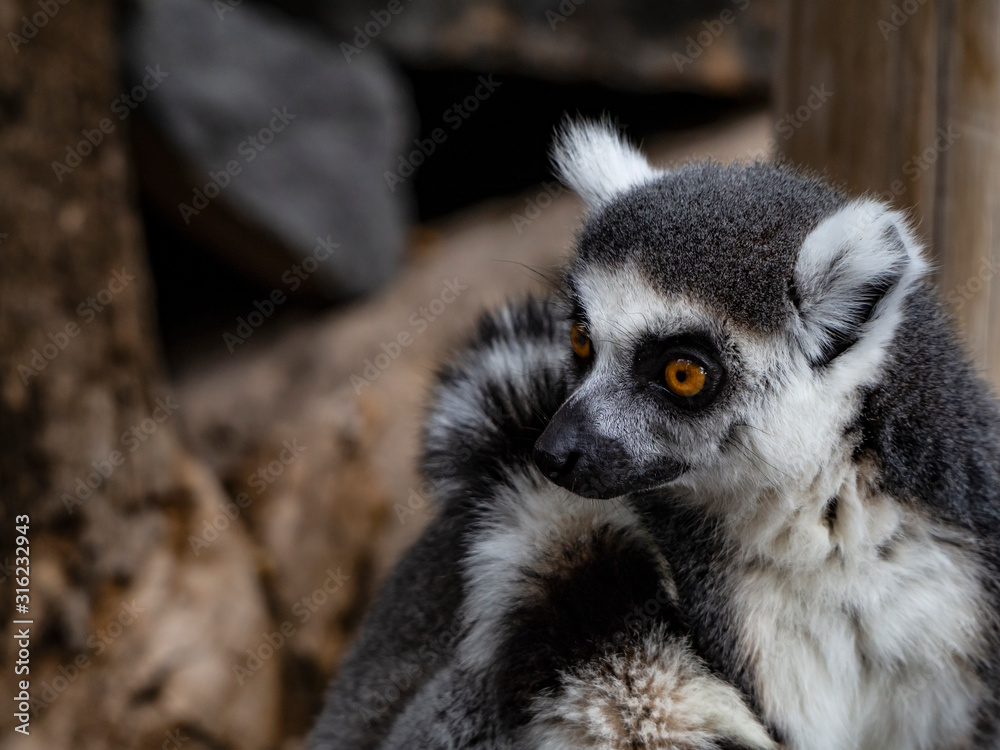 Obraz premium ring tailed lemur