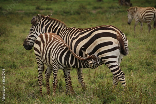 Zebra suckling younger zebra in Lake Naivasha  Kenya 