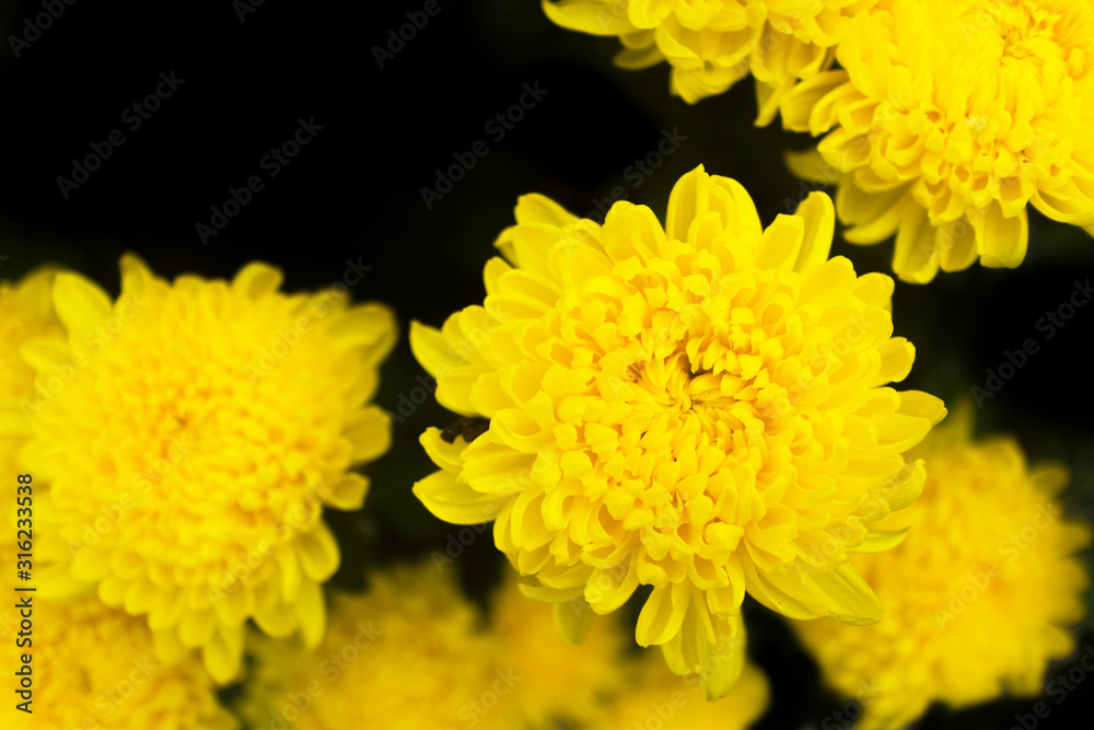 Beautiful yellow flowers on dark black background Beautiful yellow flowers on dark black background