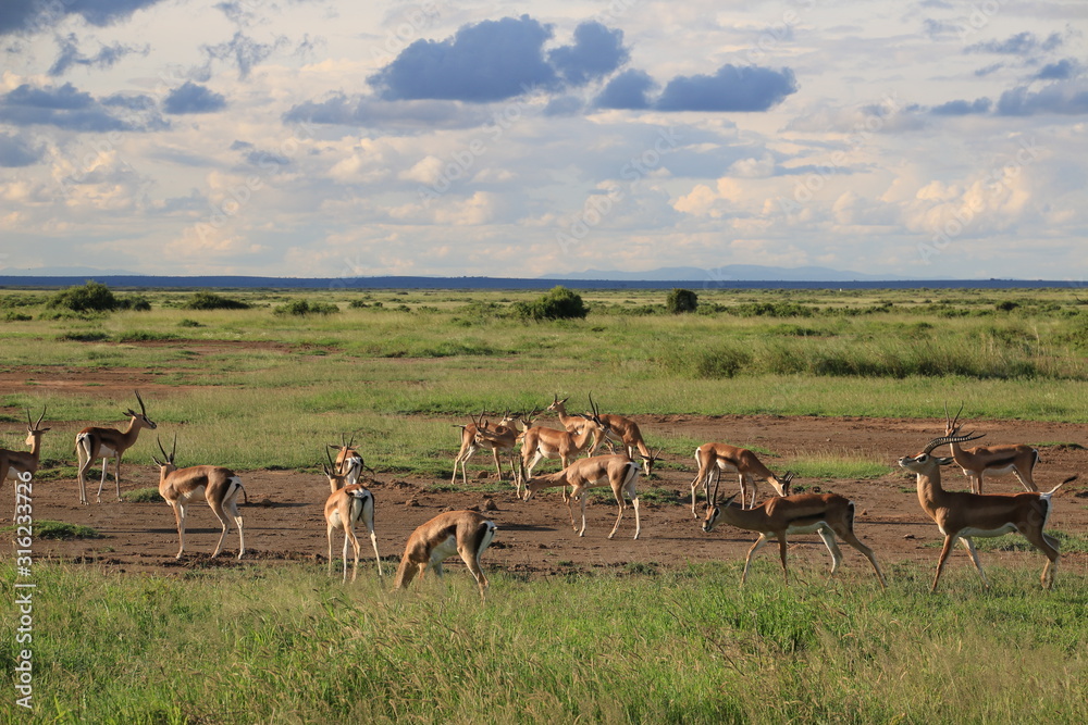 Herd of Grant's gazelles in Amboseli National Park spotted during a Safari (Kenya) Herd of Grant's gazelles in Amboseli National Park spotted during a Safari (Kenya)