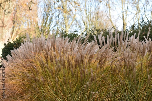 Fotografi Ornamental plant of Miscanthus Sinensis Malepartus or Chinese silver grass, in the garden