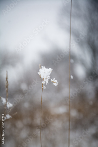 frost on grass © Юлия Вершинина