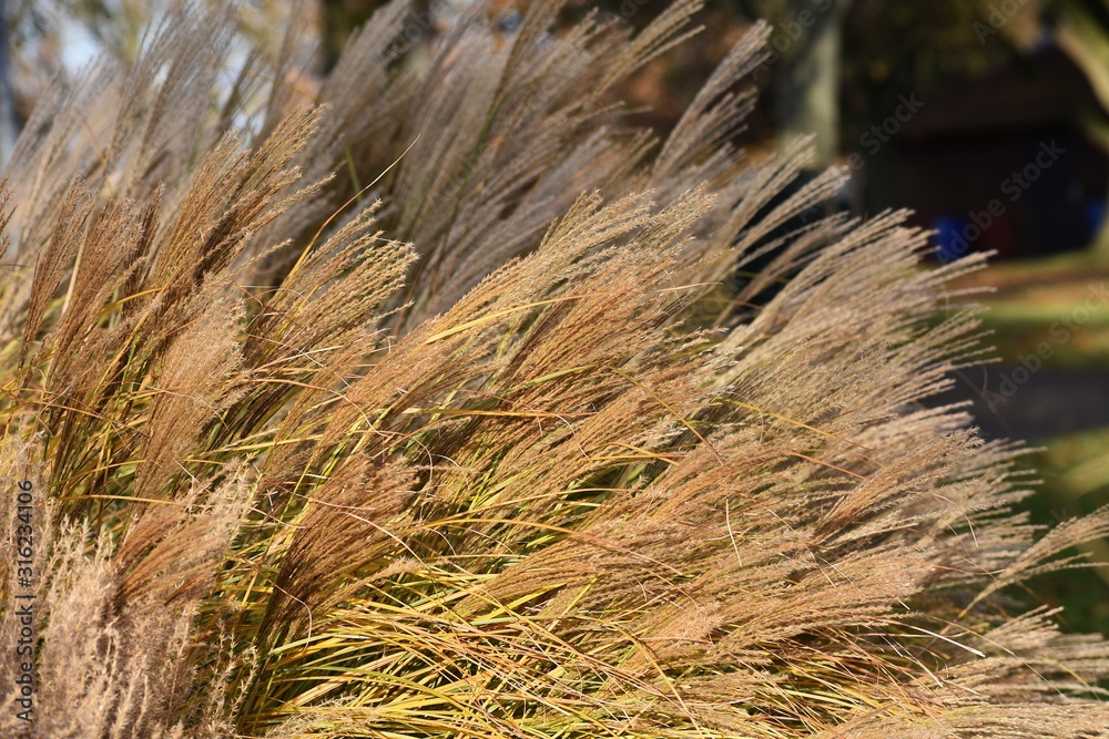 Ornamental plant of Miscanthus Sinensis Malepartus or Chinese silver grass, in the garden. It is a species of flowering plant in the grass family Poaceae. Ornamental plant of Miscanthus Sinensis Malepartus or Chinese silver grass, in the garden. It is a species of flowering plant in the grass family Poaceae.