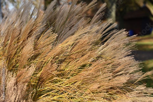  Ornamental plant of Miscanthus Sinensis Malepartus or Chinese silver grass, in the garden. It is a species of flowering plant in the grass family Poaceae.