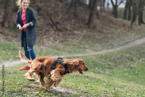 Foto Brown english cocker spaniel running across the grass outside and playing with h