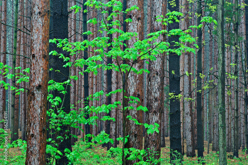 Billede på lærred Spring landscape of pine forest with maple, Yankee Springs State Park, Michigan,