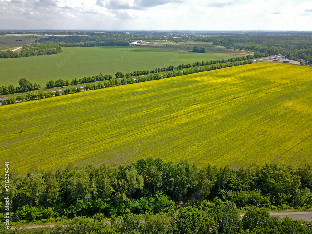 Aerial drone view. Yellow field of rapeseed.