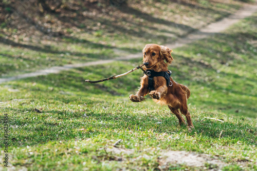 Quadro su tela Cute english cocker spaniel running on the grass in the park with stick