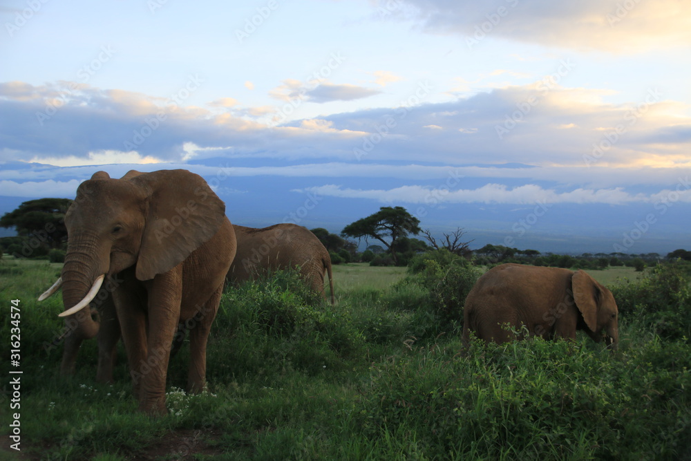 Elephants seating during the civil twilight in Amboseli National Park (Kenya)