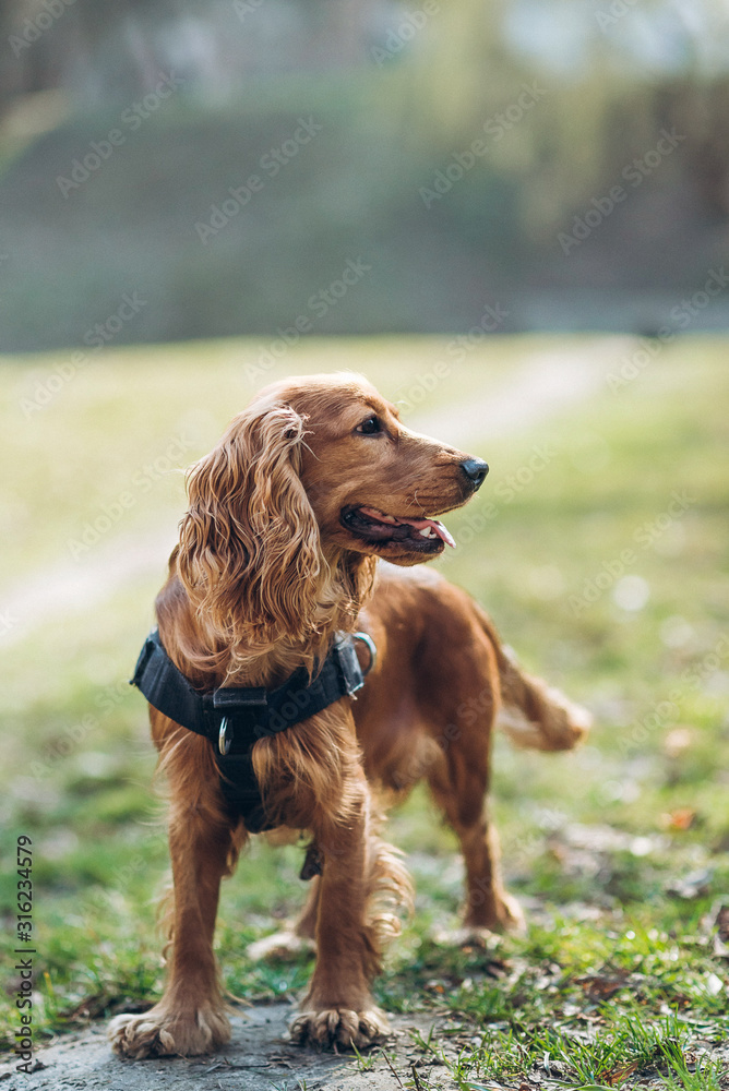 Portrait of beautiful brown spaniel on green natural background