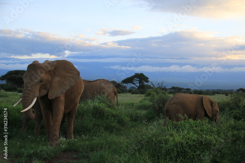 Elephants seating during the civil twilight in Amboseli National Park  Kenya 