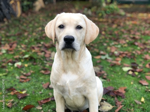 labrador in grass