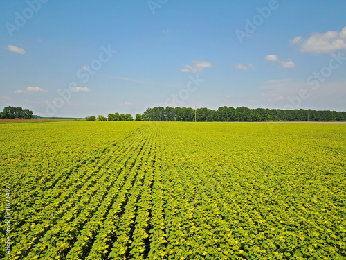 Aerial drone view. Agricultural field