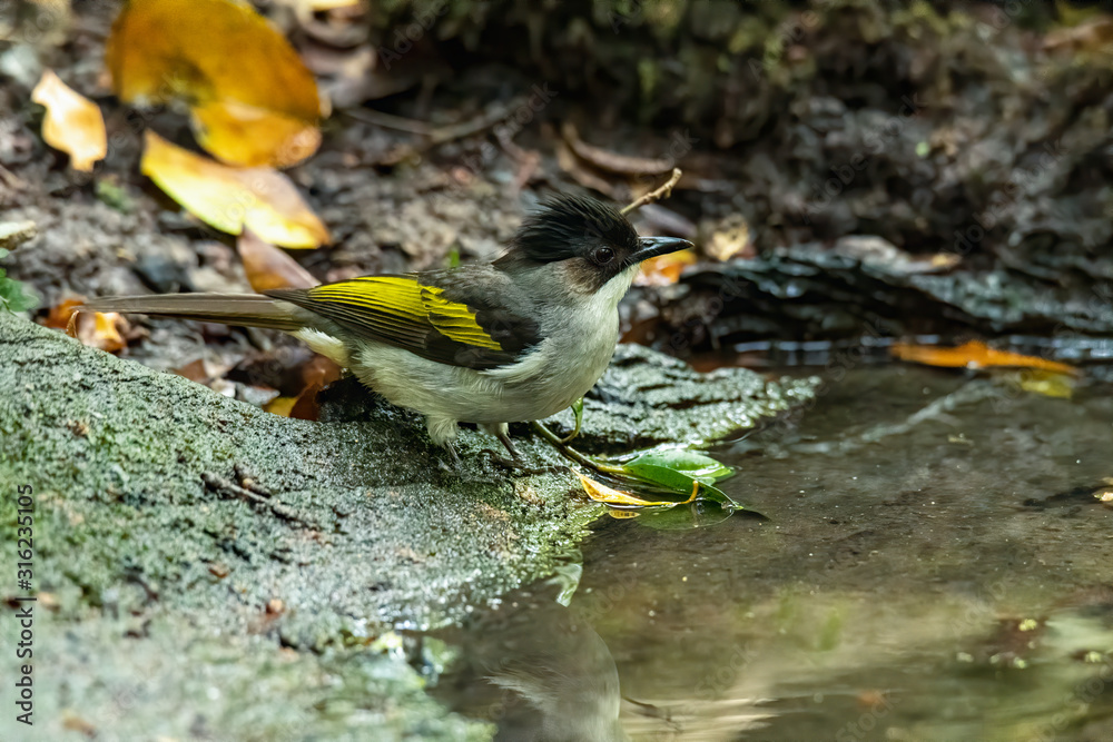 Ashy Bulbuls perching near small pond to drink water Ashy Bulbuls perching near small pond to drink water