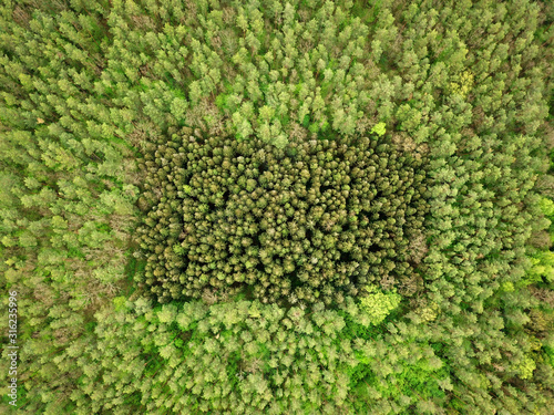 Aerial drone view. Green coniferous forest in spring. © Sergey