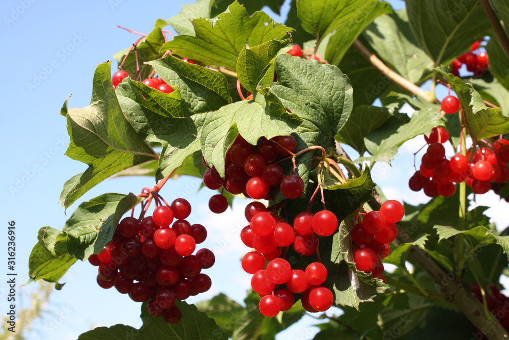 Red viburnum. Viburnum bush in the garden in summer.