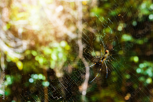  A spider makes a nest in a green forest.