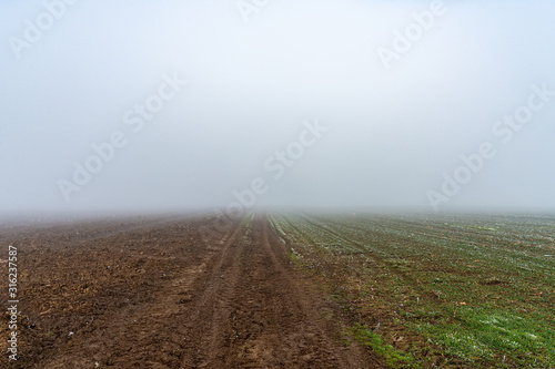 Fog above the agricultural field
