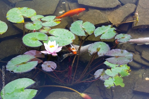 Carp in pond, colorful fish,  asian lake. photo