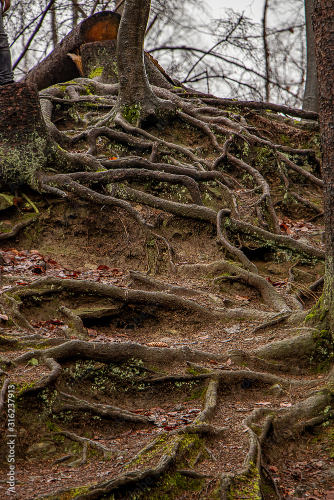 Herbstwald