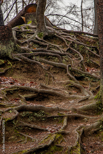 Herbstwald