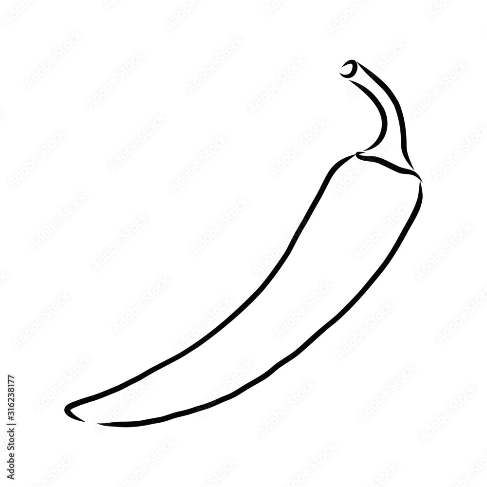 illustration of a chilli pepper illustration of a chilli pepper