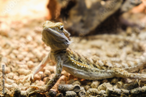 One young bearded dragon in a terrarium, leaning against a log and looking in the camera
