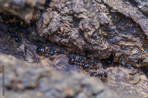 Big ants inside the nest, ant workers in colony, macro close-up
