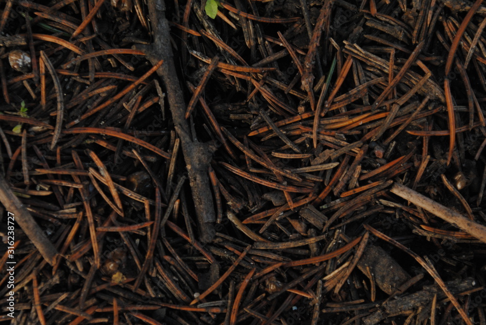 texture trees foliage texture trees foliage
